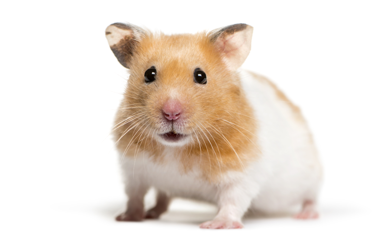 HAMSTER ALERT